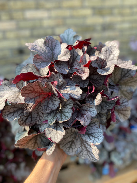 Coral Bells 'Spice Curls'