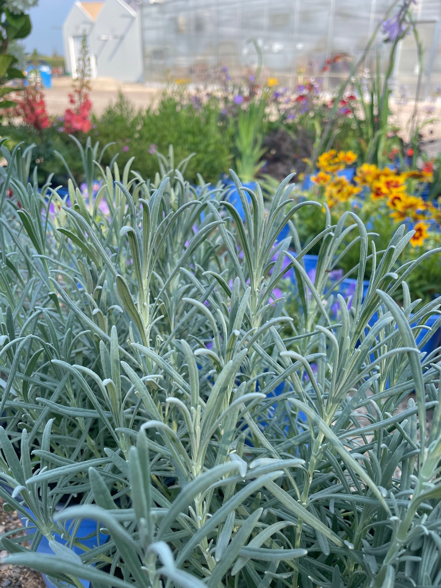 Lavender 'Phenomenal'
