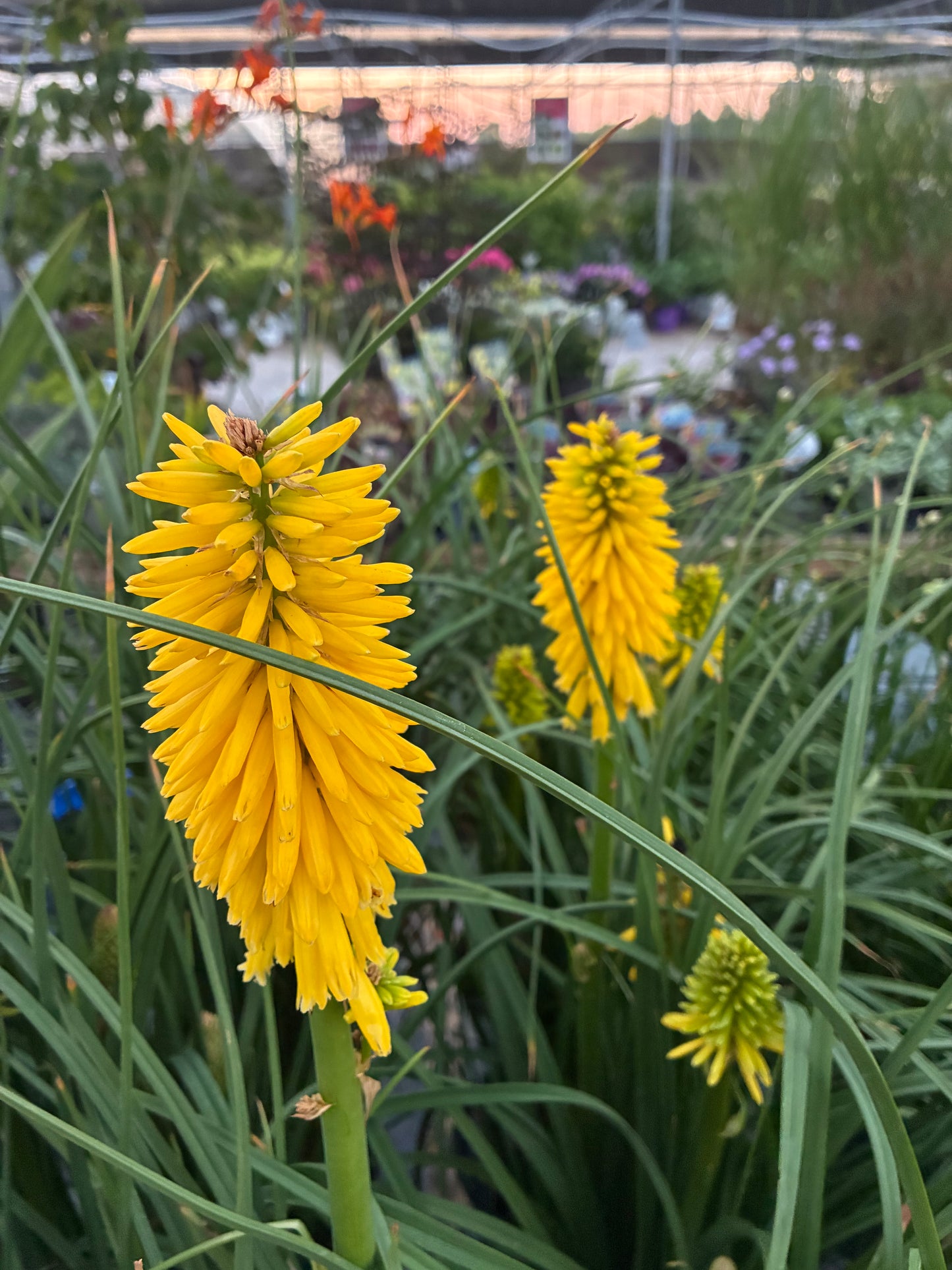 Kniphofia hybrid Pyromania Solar Flare PW