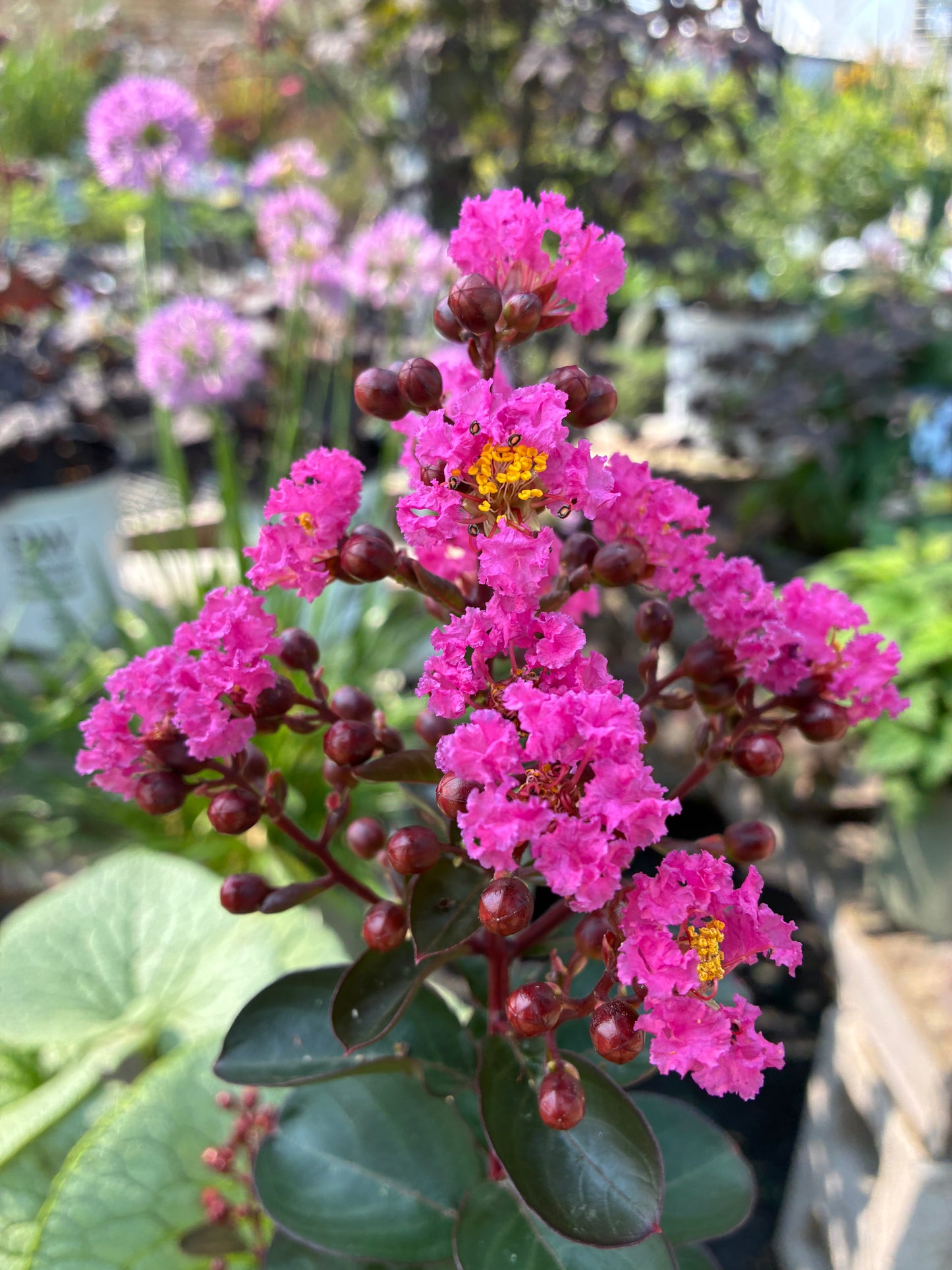 Lagerstroemia Crape Myrtle Dark Roast at Lucan Country Gardens
