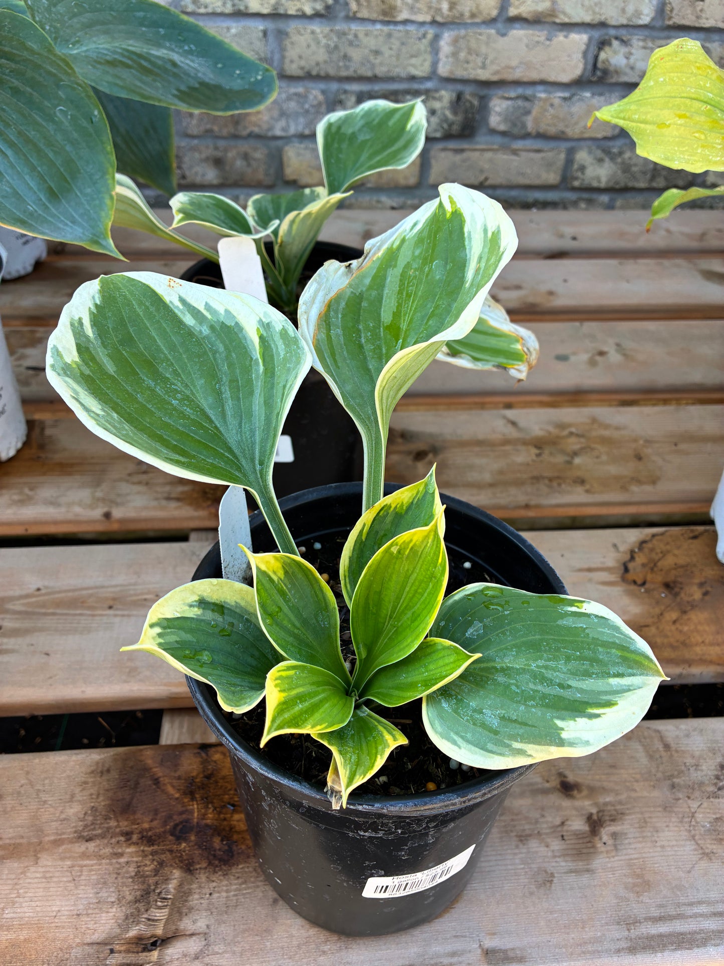Hosta Liberty at Lucan Country Gardens