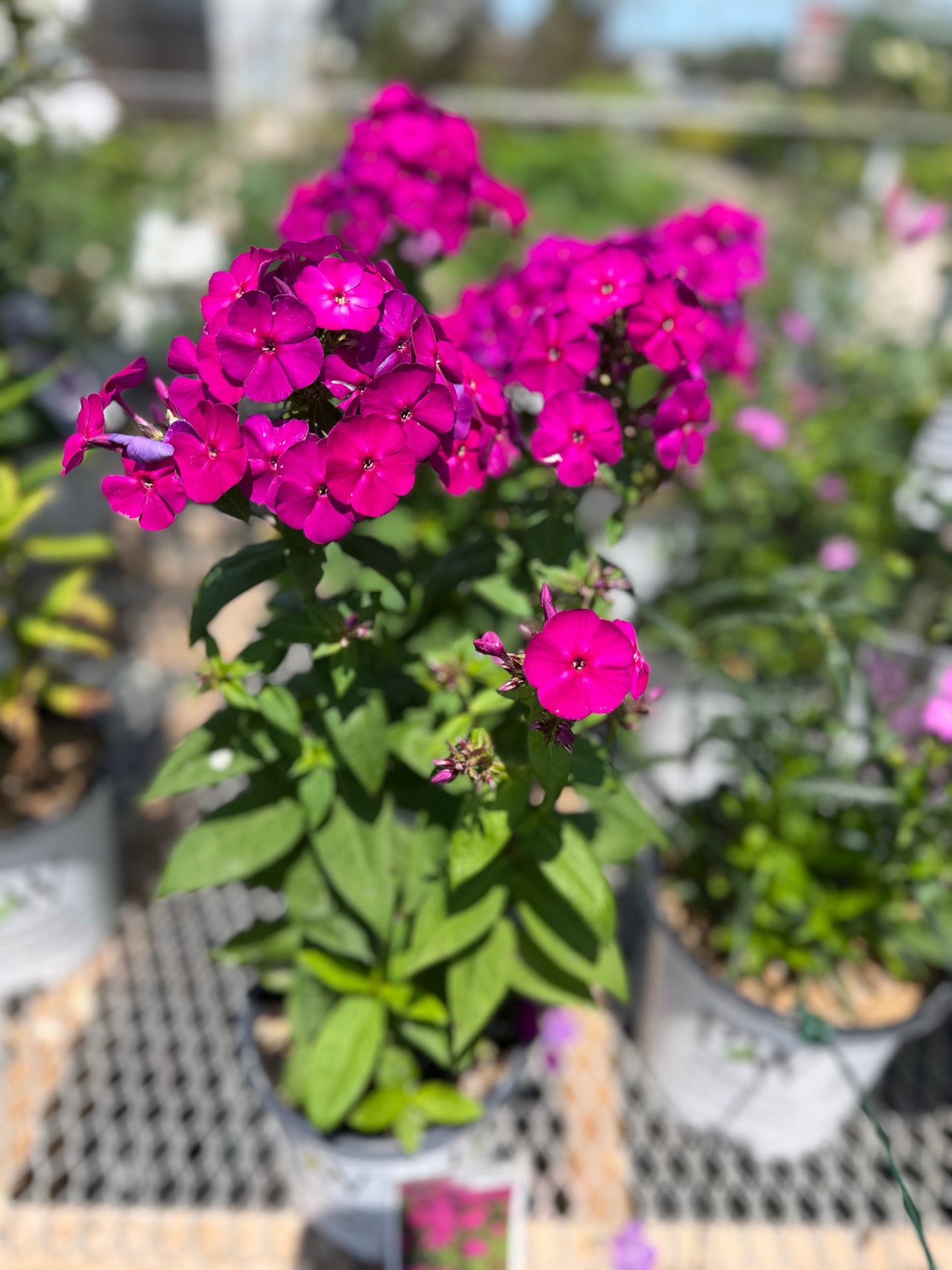 Phlox 'Luminary Ultraviolet' PW