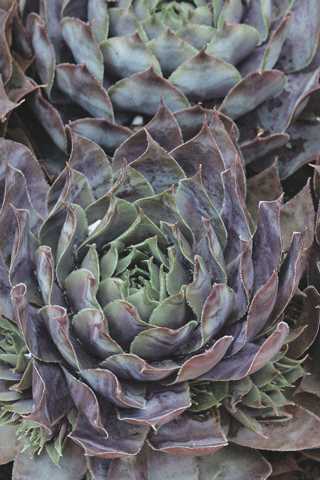 Hens & Chicks 'Big Blue'