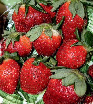 Strawberry 'Allstar'
