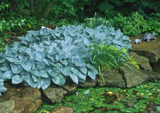 Hosta 'Halcyon'