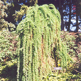 Weeping European Larch Tree Form