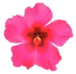 10" Tropical Hibiscus