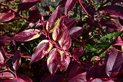 Rainbow Fetterbush