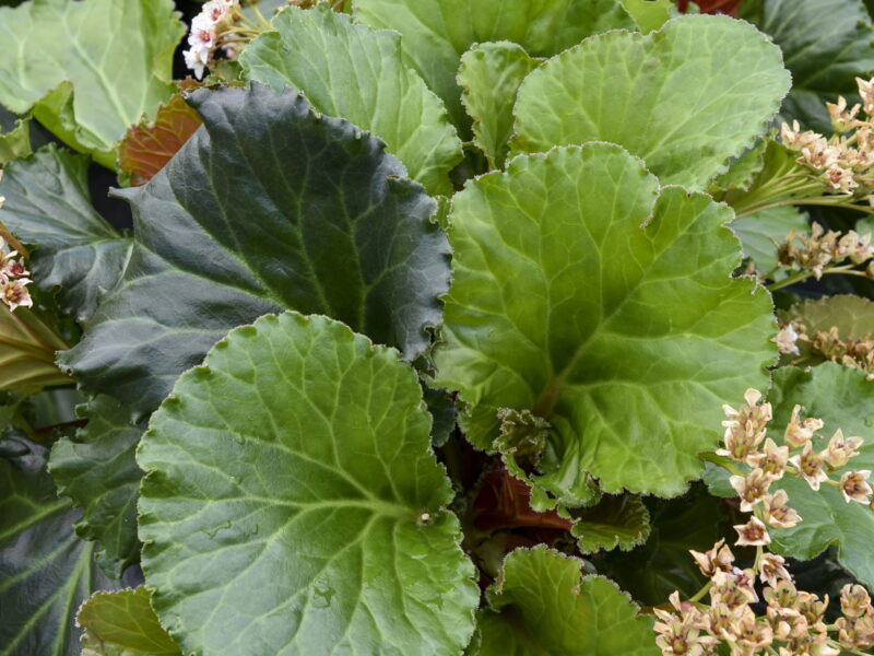 Bergenia 'Ripple Effect'