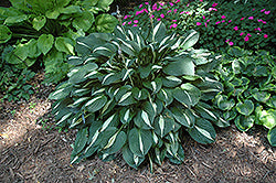 Hosta 'Risky Business'