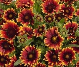 Blanket Flower 'Spintop Orange Halo'