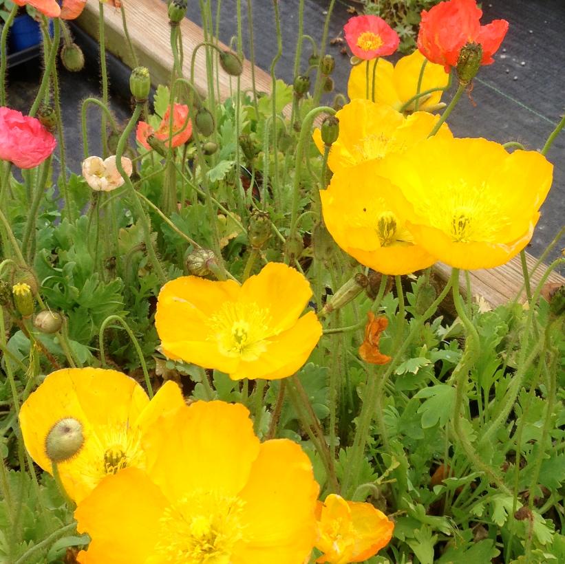 Poppy 'Champagne Bubbles'