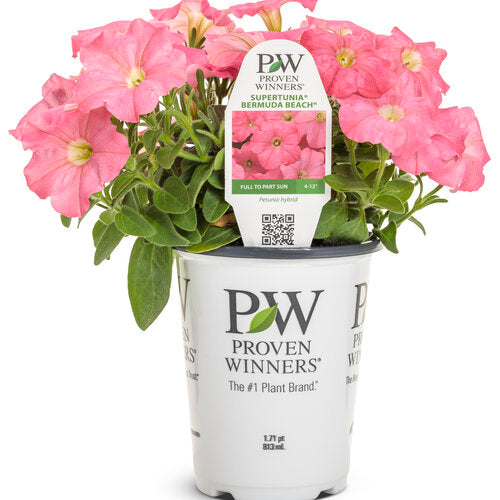PW 4.25" Petunia Supertunia