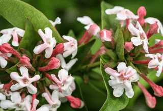 Abelia 'Sweet Emotion' PW