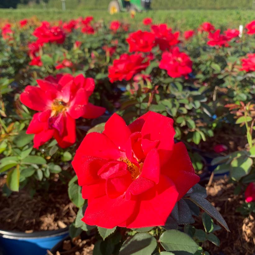 Rose 'Cinnamon Hearts'