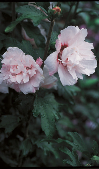 Rose Of Sharon 'Blushing Bride'