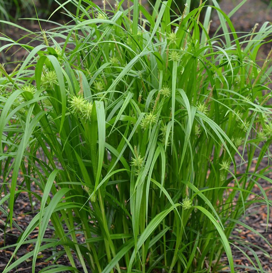Grasses, Sedge 'Gray's'