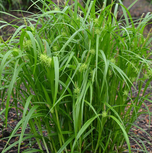 Grasses, Sedge 'Gray's'