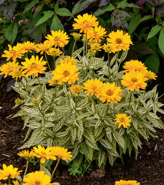 False Sunflower 'Bit of Honey' PW