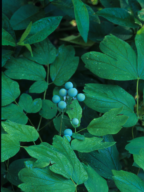 Blue Cohosh
