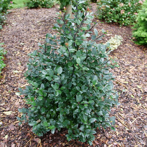 Holly, Blue 'Castle Rouge' PW