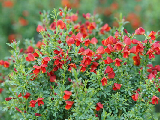 Scotch Broom 'Sister Redhead' PW