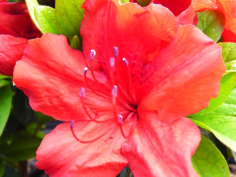 Azalea 'Girard's Hot Shot'