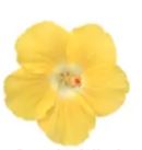 6" Tropical Hibiscus