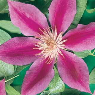 Clematis Combo 'Dr. Ruppel & Perrin's Pride'