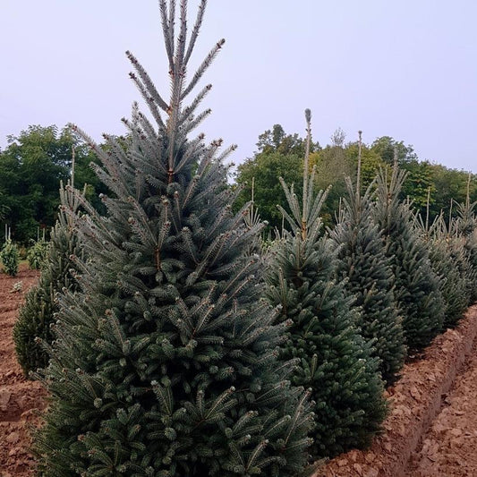 Spruce, White 'Montrose Charm'