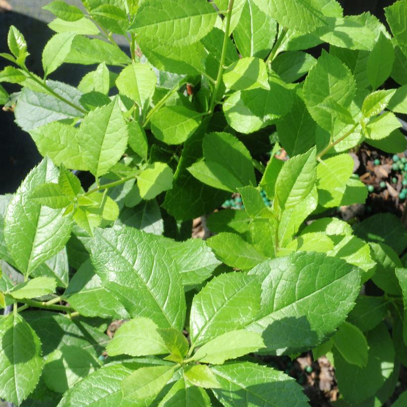 Winterberry 'Mr. Poppins' PW