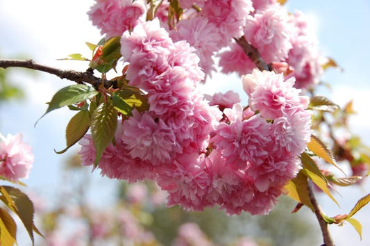 Cherry, Flowering Japanese, Weeping