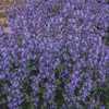 Catmint 'Picture Purrfect'
