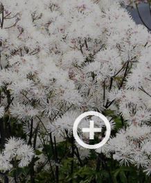 Meadow Rue 'Nimbus White'