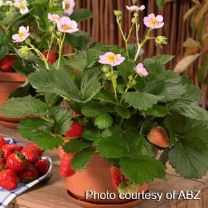 Strawberry 'Berries Galore - Pink'