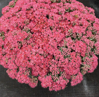 Sedum, Sunsparkler 'Cosmic Comet'