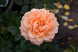 Rose, Floribunda 'Forever Amber'