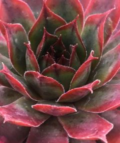 Hen & Chicks, Chick Charms 'Autumn Apple'