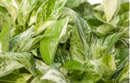 6" Pothos 'Marble Queen'