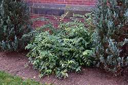 Rainbow Fetterbush
