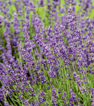 English Lavender 'Imperial Gem'