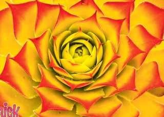 Hen & Chicks, Chick Charms 'Gold Nugget'