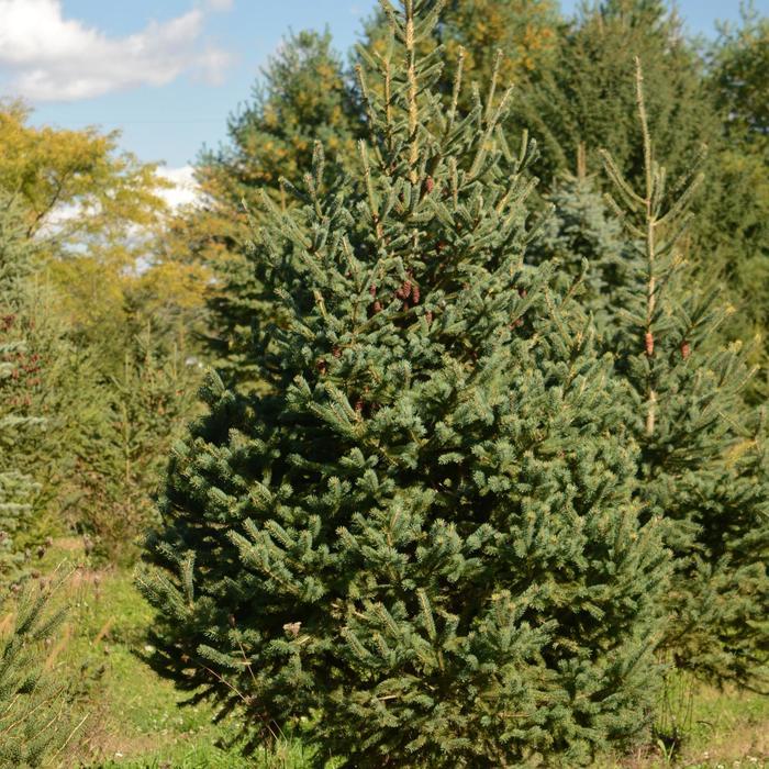 Spruce, White
