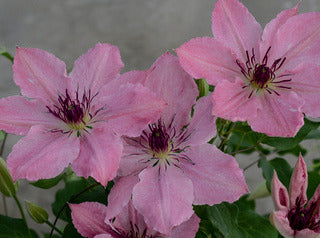 Clematis Combo 'Crystal Fountain & Sarah Elizabeth'