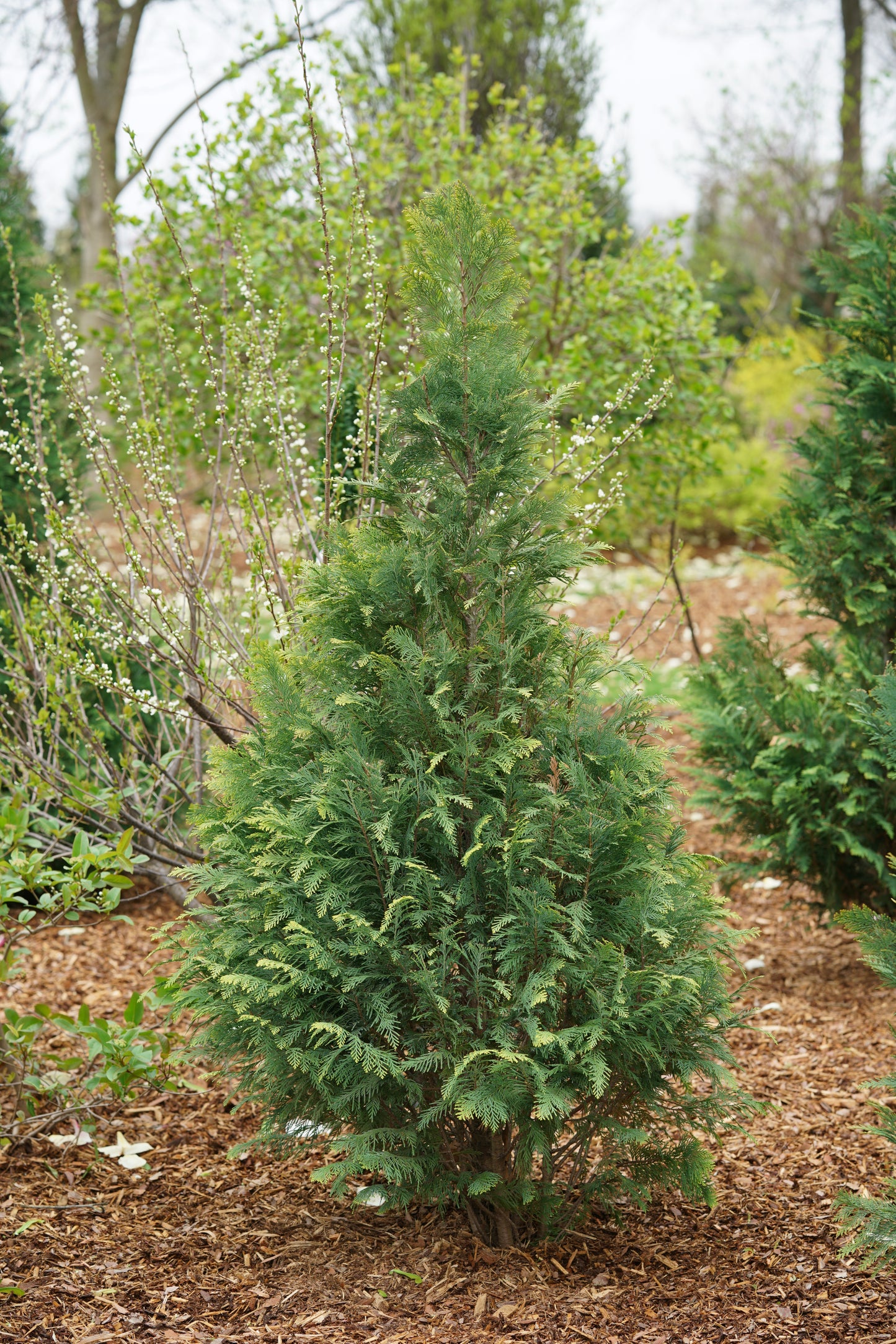 Falsecypress 'Pinpoint Blue & Gold' PW