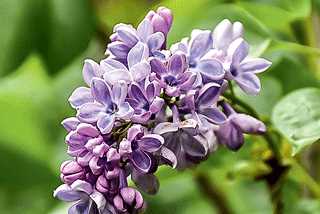 Lilac 'Wonder Blue' – Lucan Country Gardens