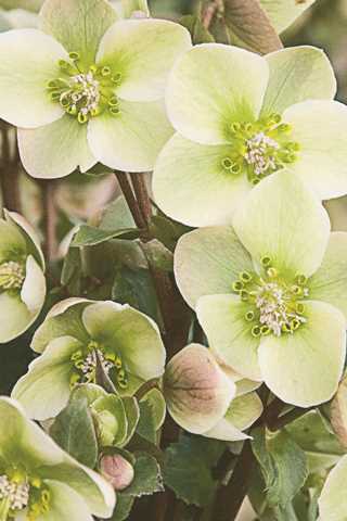 Lenten Rose 'Ivory Prince'