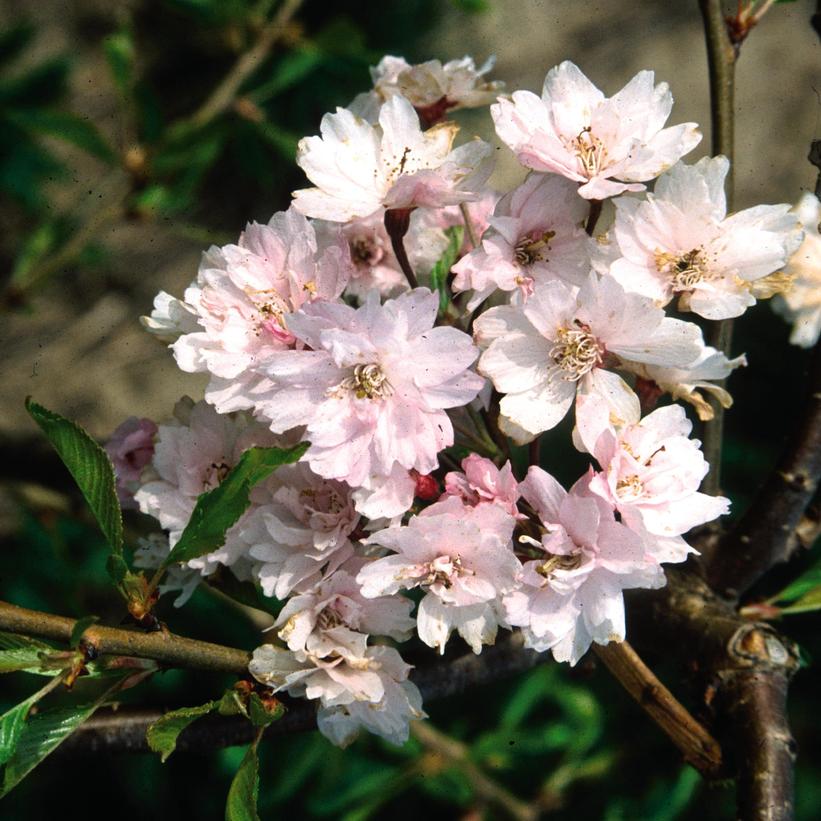 Cherry, Weeping 'Snow Fountains'
