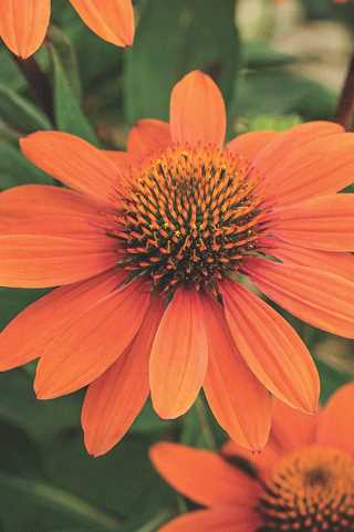 Coneflower 'Sombrero Adobe Orange'