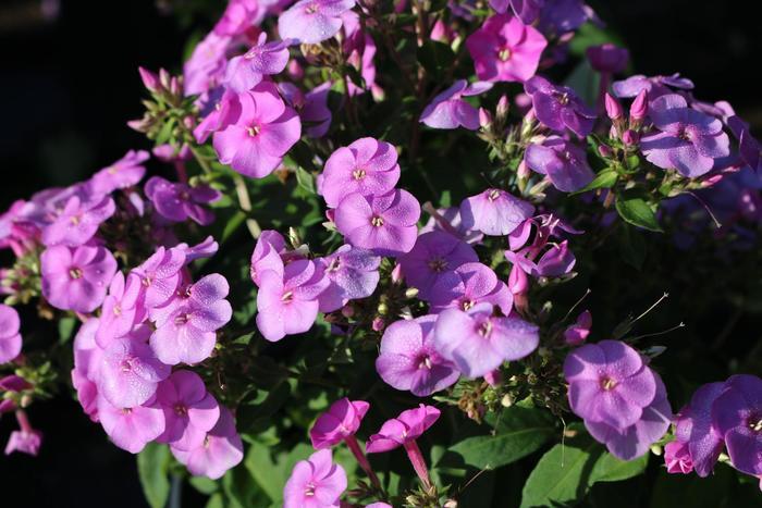 Phlox 'Ka Pow Lavender'